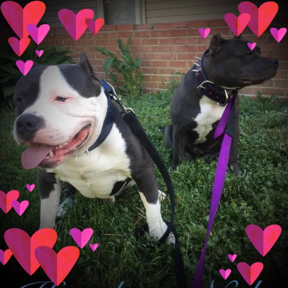 Meet your Posher, Angel